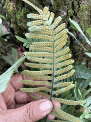 Polypodioideae