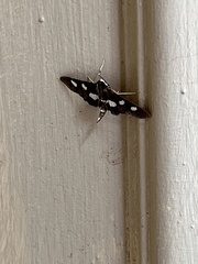 Desmia funeralis