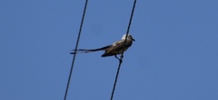 Tyrannus forficatus
