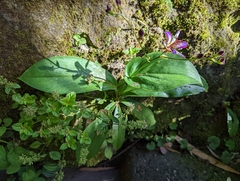 Tricyrtis lasiocarpa