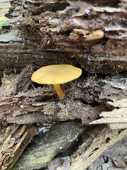 Pluteus chrysophlebius