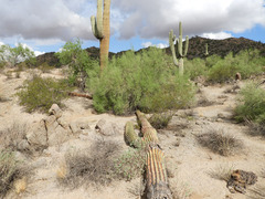 Carnegiea gigantea
