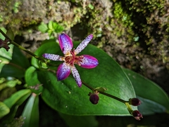 Tricyrtis lasiocarpa