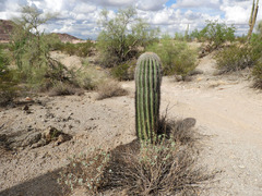 Carnegiea gigantea
