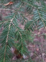 Picea abies