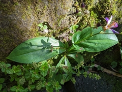Tricyrtis lasiocarpa