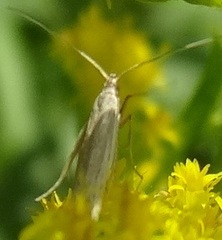 Homoeosoma electella