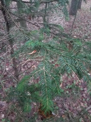 Picea abies