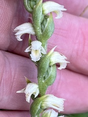 Spiranthes casei casei