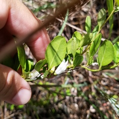 Jacquemontia curtissii