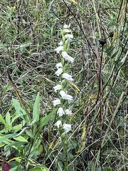 Spiranthes casei casei