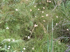 Eriophorum