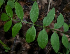 Polemonium reptans