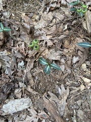 Chimaphila maculata