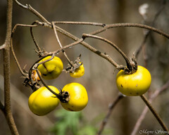 Solanum carolinense