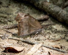 Libytheana carinenta
