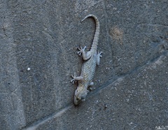 Tarentola mauritanica