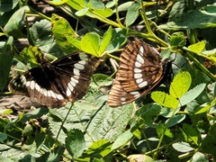 Limenitis lorquini