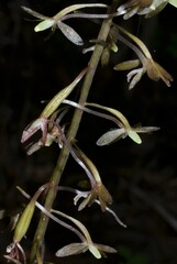 Tipularia discolor