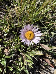 Erigeron glacialis