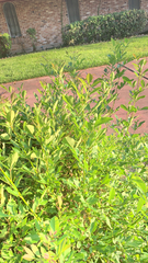 Baccharis halimifolia