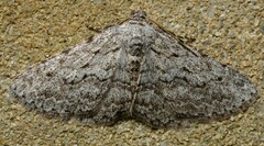 Psilosticha absorpta