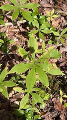 Medeola virginiana
