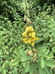 Crotalaria retusa