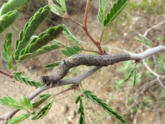Calliandra eriophylla
