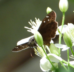 Erynnis horatius
