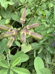 Crotalaria retusa