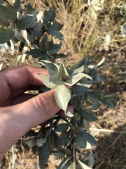 Elaeagnus commutata