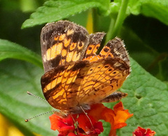Phyciodes tharos