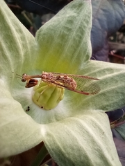 Dicromantispa interrupta