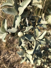 Elaeagnus commutata