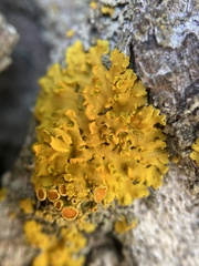 Xanthomendoza fallax