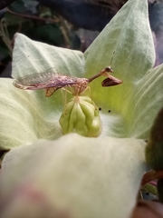 Dicromantispa interrupta