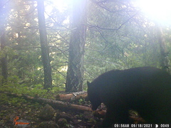 Ursus americanus machetes