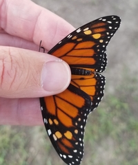 Danaus plexippus