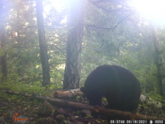 Ursus americanus machetes