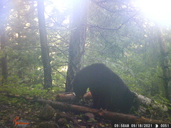 Ursus americanus machetes