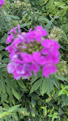 Phlox paniculata