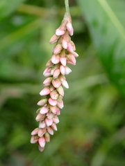 Persicaria maculosa