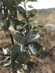 Elaeagnus commutata