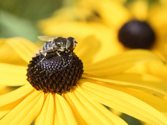 Eristalis dimidiata
