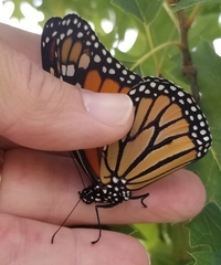 Danaus plexippus