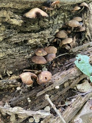 Psathyrella piluliformis