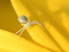 Misumena vatia