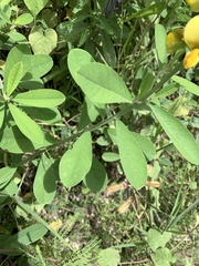Crotalaria retusa