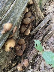 Psathyrella piluliformis